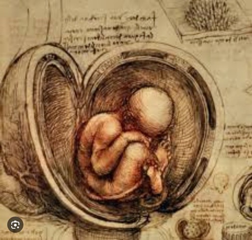 Leonardo da Vinci’s late c15th study of an embryo.